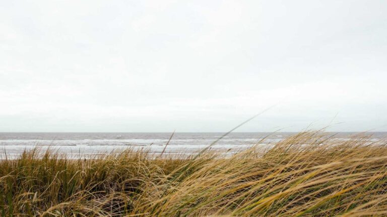 What Is The Official 99Exch Club Link For New Members?